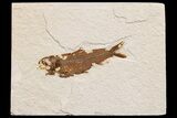 Detailed Fossil Fish (Knightia) - Wyoming #174665-1